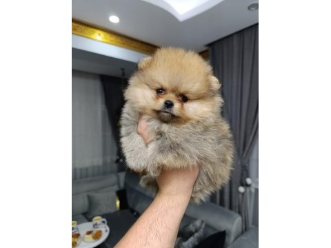 Orjinal ayı surat pomeranian boo bebekler