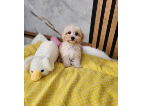 Apricot renge sahip maltipoo  yavrumuz 