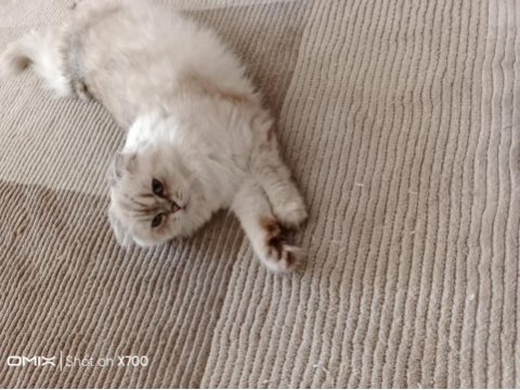 Ücretsiz scottish fold ona iyi bakabilecek sıcak yuva acil