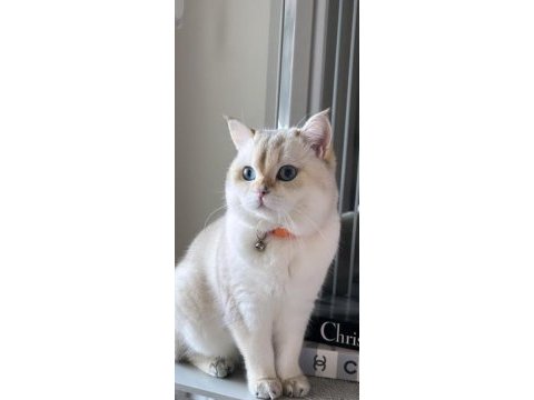 2 yaşında british shorthair