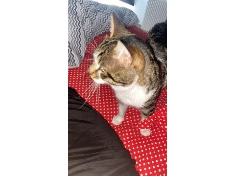 Depremzede engelli kahraman kedi