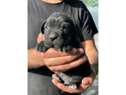 Cane corso blue ve black