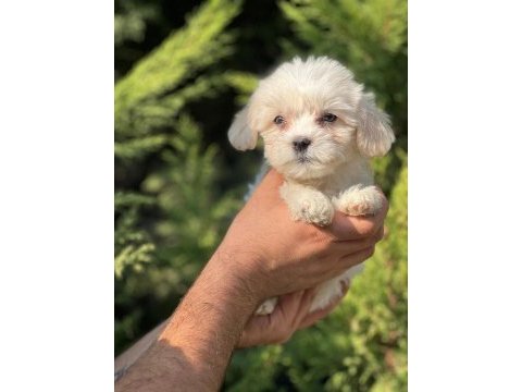 Maltipoo yavrular adrese gönderim ve kapıda ödeme vardır