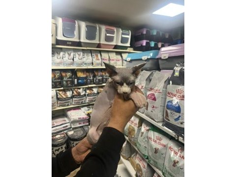 Türünün en güzel örneklerinden sfenks yavrularımız