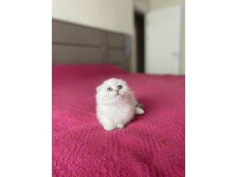 Scottish fold yavrularımız 