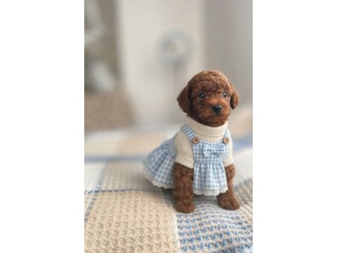 Dark red brown ve red brown poodle yavrular
