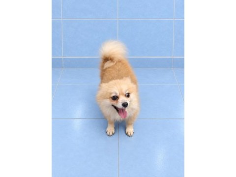 Yeni yuvasına gitmeye hazır pomeranian