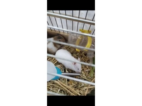 Yavru hamsterlar