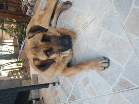 Golden-kurt kırma melez 3 yasında çiftlik bahçe koruma