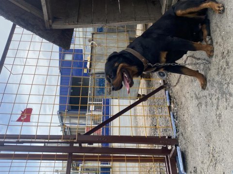 Rottweiler 1,5 istanbul