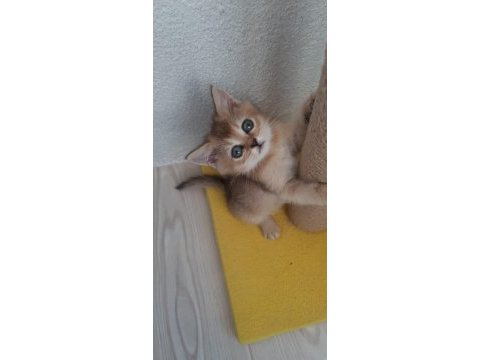 Golden british shorthair