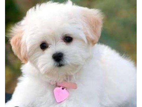 Yavru maltipoo yavrularımız