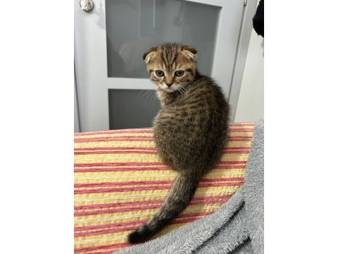 2.5 aylık erkek scottish fold