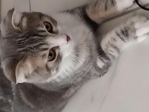 Yavru ve eğitimli scottish fold
