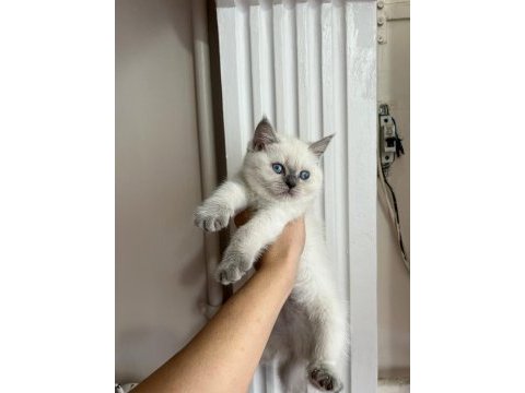 British shorthair blu point 2 aylık yavru