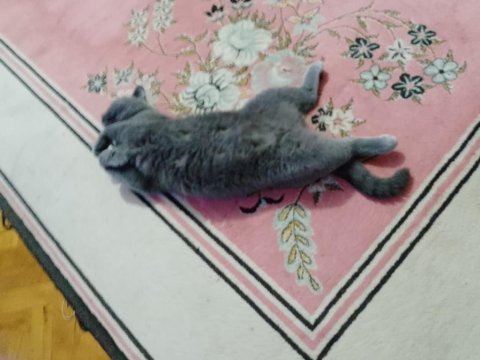 1.5 yaşında dişi kısır british shorthair