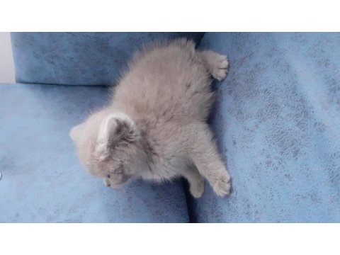 Satılık british shorthair 2 aylık