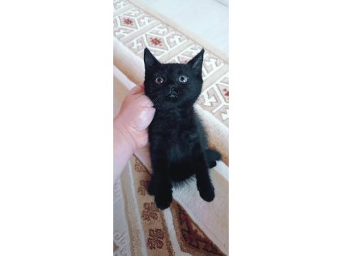 British shorthair silver tabby