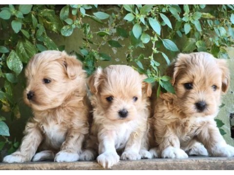 Maltipoo bebekler