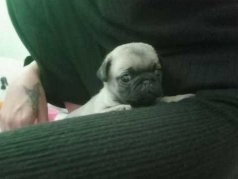 Pug isteyene rıfkı
