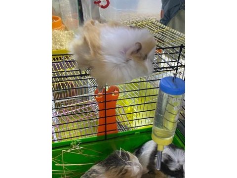 Guinea pig yavrular ele alışkın