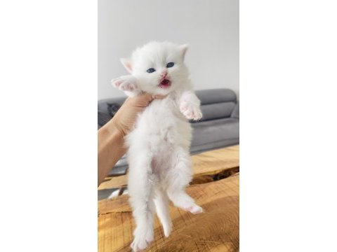 Efsane yavrular british longhair