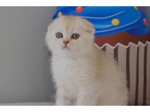 Scottish fold silver safkan yavrumuz