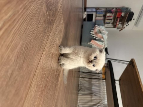 2 aylık yavru blue point kedimiz