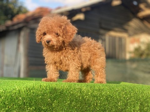 Toy poodle dişi erkek bebeklerim
