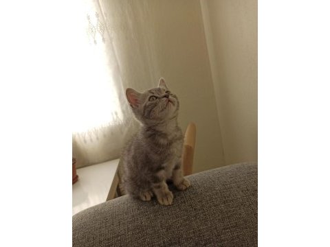 İki aylık erkek british shorthair