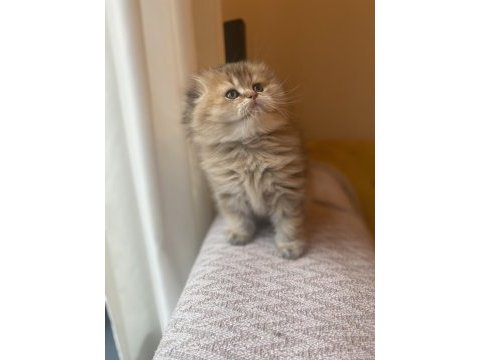 Anne baba şecereli ayı surat golden scottish fold
