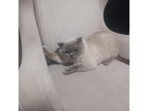 8 aylık erkek british shorthair
