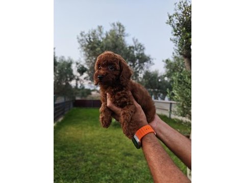 Poodle bizim işimiz