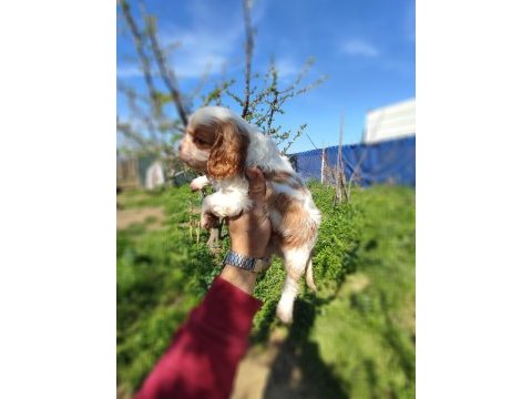 Cavalier king charles baby