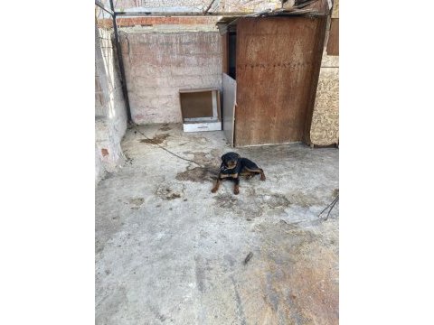 Acil sahiplendirme rottweiler