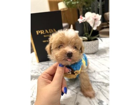 O dil hep dışarıda muhteşem surat maltipoo oğlum rico
