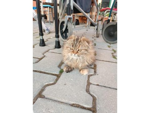 Scottish fold longhair yavrumuz yeni sahibini bekliyor