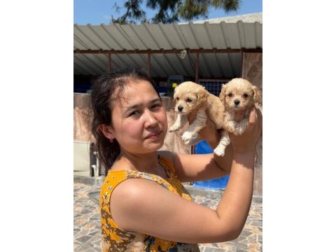 Maltipoo yavrusu köpeklerimiz