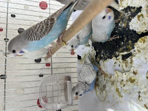 Yeme yeni düşmüş iri boy muhabbet kuşu yavrular
