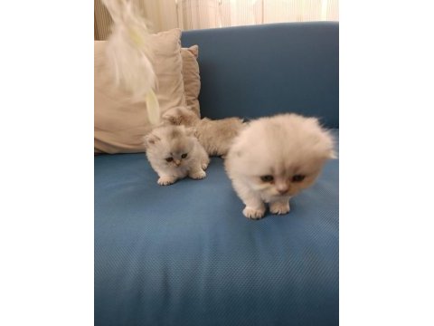 Silver british longhair şekerler