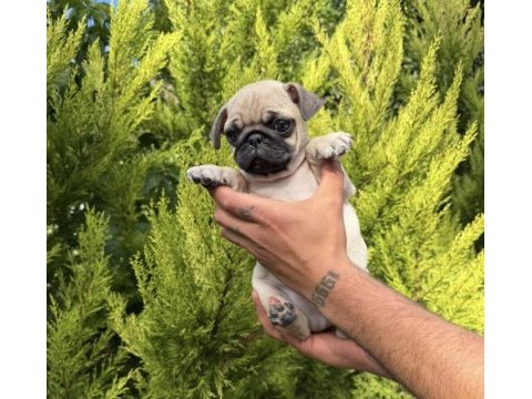 Mini pug yavrumuz