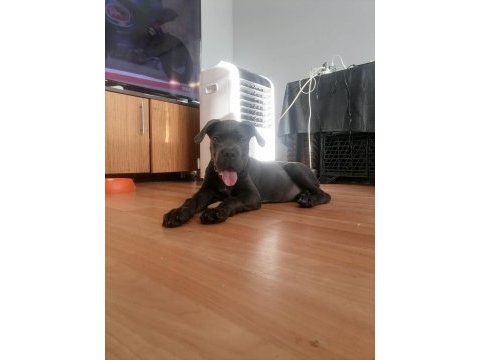 Safkan cane corso bebekler