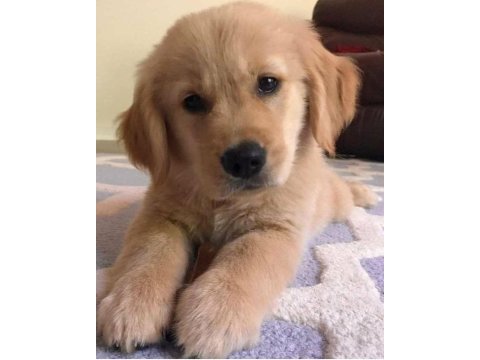 Golden retriever orjinal ev aile dostu
