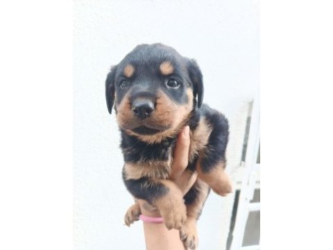 Rottweiler