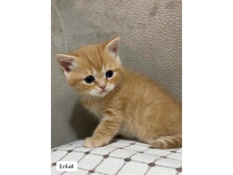 Siyah gri golden british shorthair yavrularımız