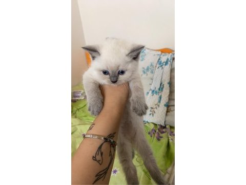British blue point