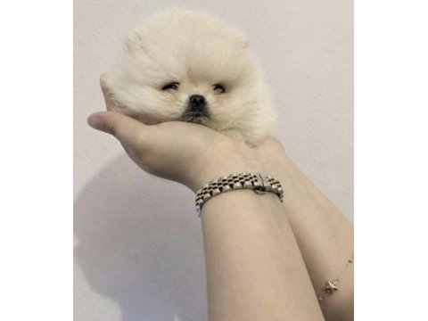 Pomeranian boo bakımlı