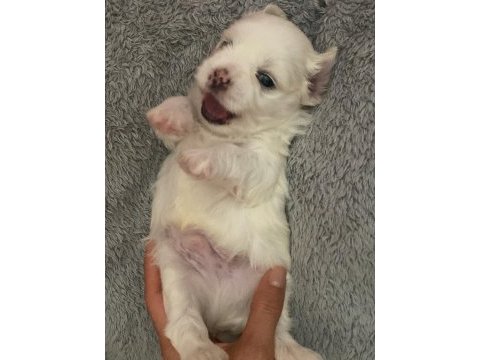 2 aylık tam ırk aşılı ped eğitimli maltese bebekler