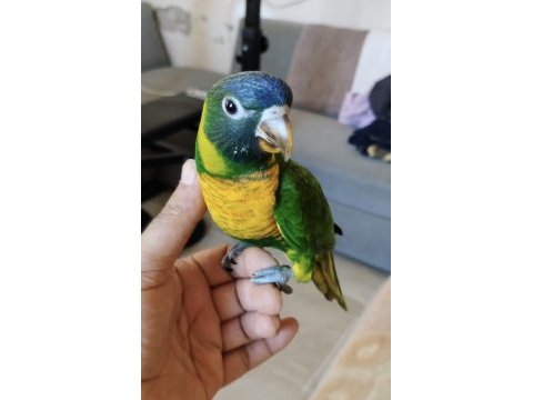 El besleme lori papağanı
