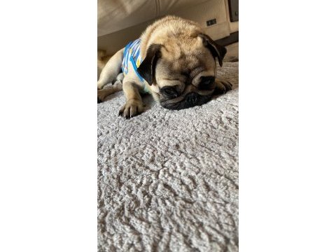3 yaşında cipli eğitimli eşleşme tecrübeli pug